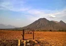 Satwa Langka Padang Rumput Savana Bekol di Taman Nasional Baluran