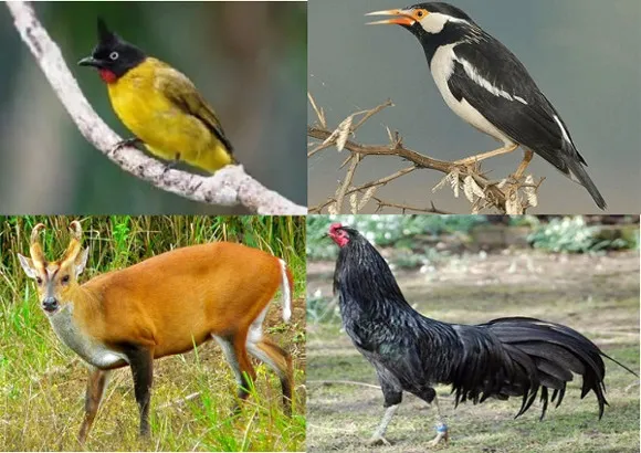 Daftar Nama Fauna Identitas Kabupaten dan Kota di Jawa Tengah
