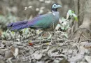 Tokhtor Sumatera, Burung Langka Penghuni Taman Nasional Kerinci Seblat