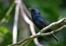 Burung Sikatan Biak Satwa Asli Penghuni Pulau Biak Papua