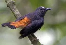 Burung Cempala Kuneng Satwa Identitas Daerah Istimewa Aceh
